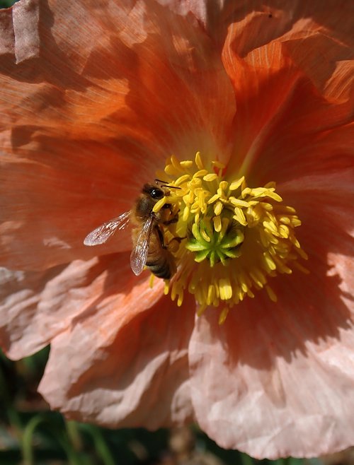 bee  insect  poppy