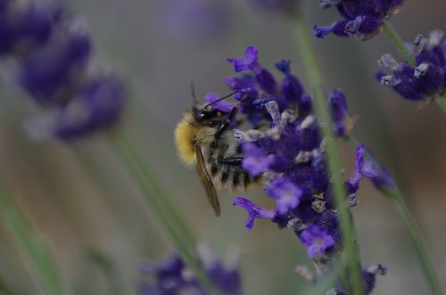 bee  lavender  flower
