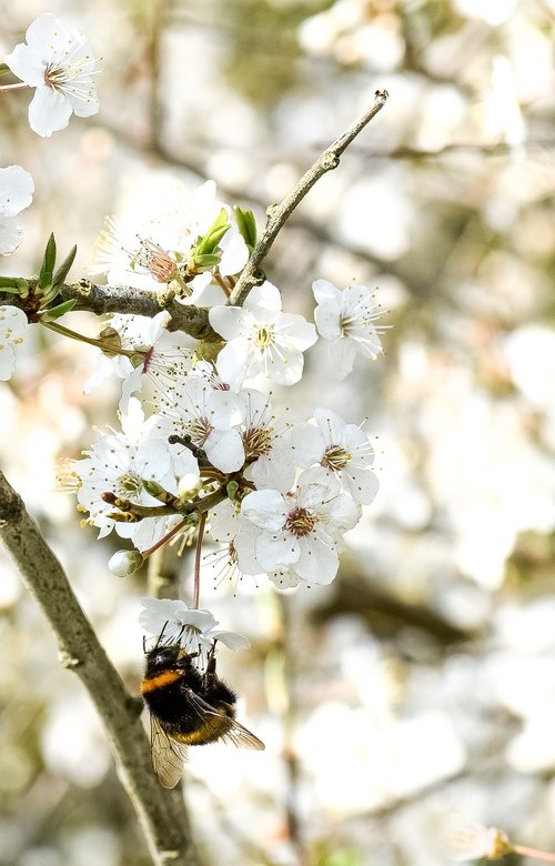 bee  insect  spring