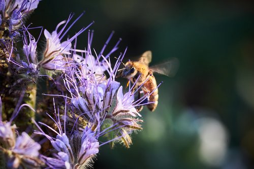 bee  flight  pollination