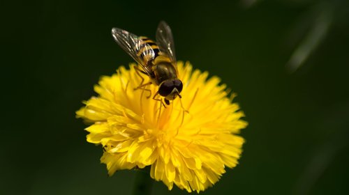 bee  closeup  macro