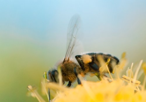 bee  insect  macro