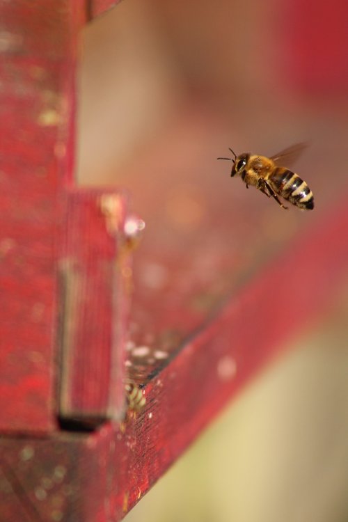 bee  prey  beekeeper