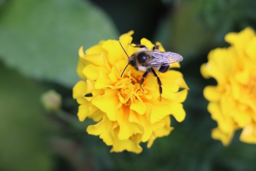 bee  flower  summer
