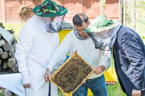 bee  beekeeper  the hive