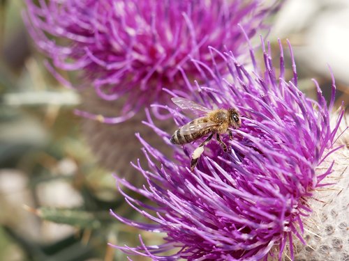 bee  nature  flower