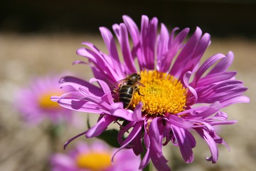 bee  flower  insect