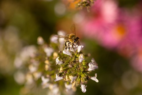 bee  flower  macro
