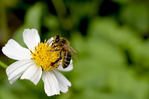bee  garden  flower