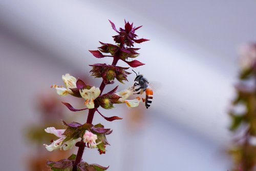bee  drinking  nectar