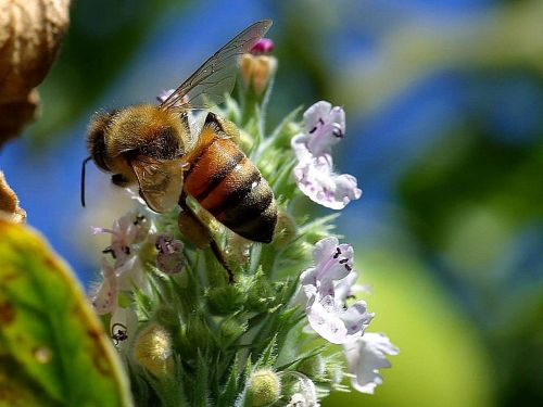 bee tail bees