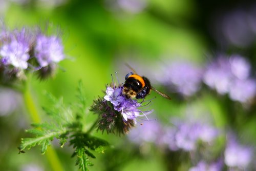 bee  garden  nature