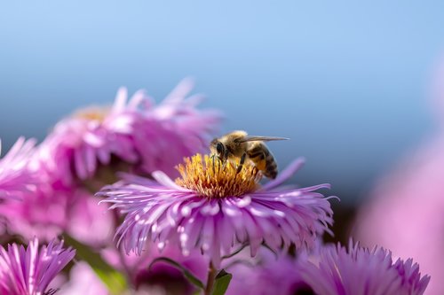 bee  flower  honey bee
