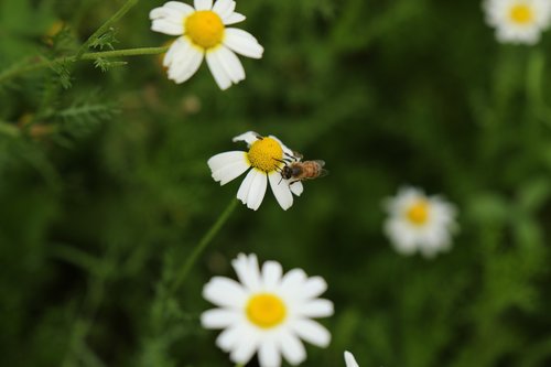 bee  flowers  wild flowers