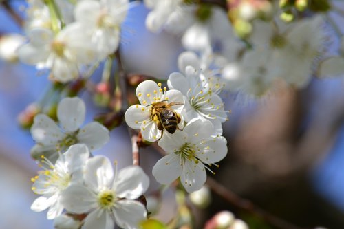 bee  up close and personal  macro