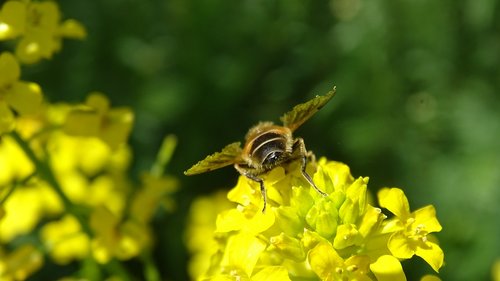 bee  flower  yellow