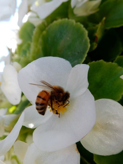 bee flower white