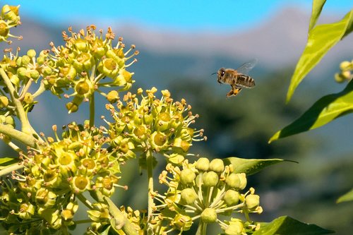 bee  pollen  honey bee