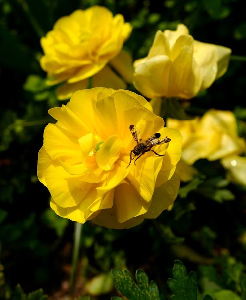 bee  flower  nature