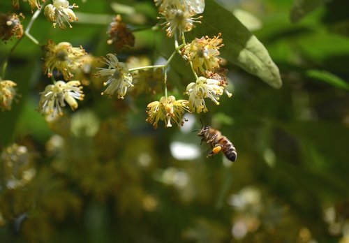 bee  linden flower  honey bees