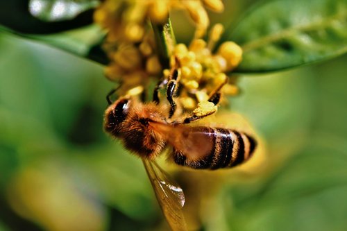 bee  honey bee  blossom