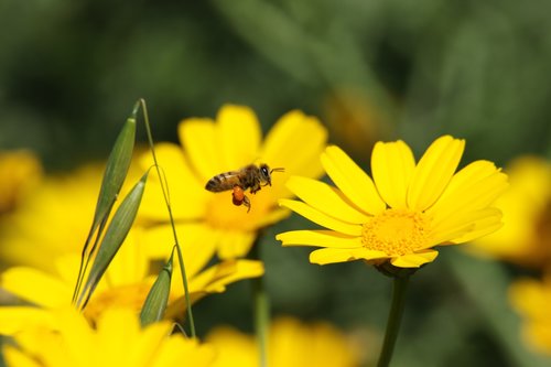 bee  flower  field