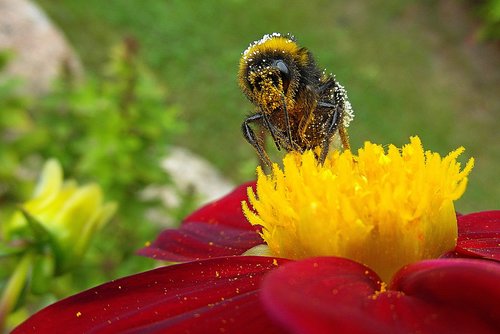 bee  flower  garden