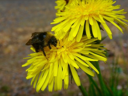 bee  hummel  flowers