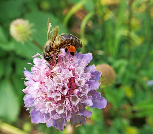 bee  insect  scabious