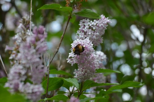 bee  nature  lilac