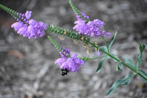 bee  pollen  nectar