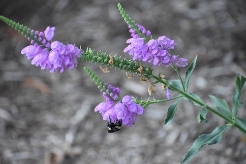 bee  flower  pollen