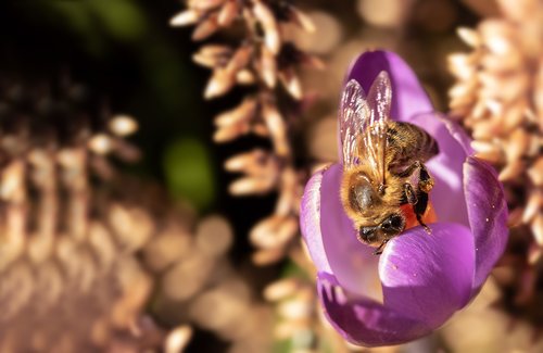 bee  crocus  honey bee