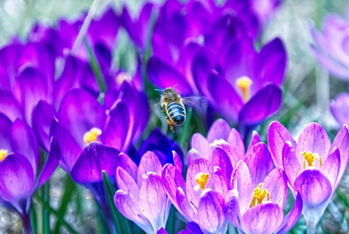 bee  flower  spring