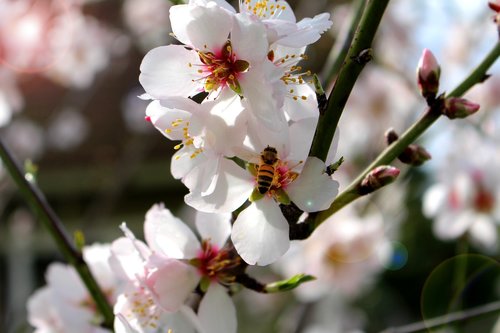 bee  blossom  spring