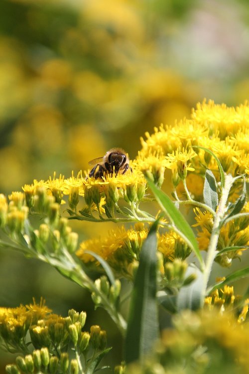 bee  yellow  flowers