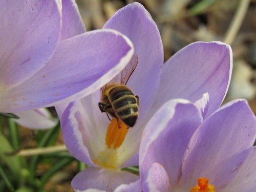 bee  pollens  spring