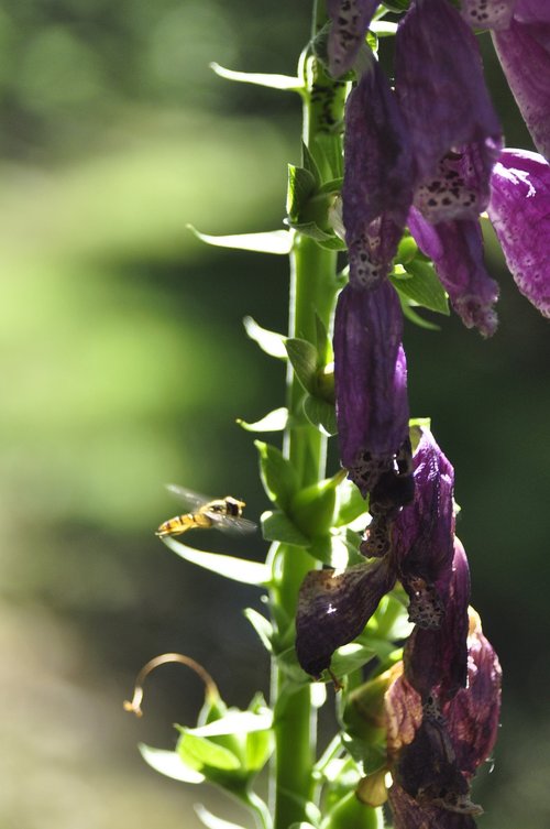 bee  wasp  flowers