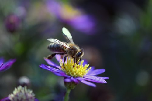 bee  wild bee  nature