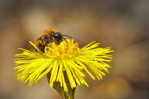 bee  spring  flower