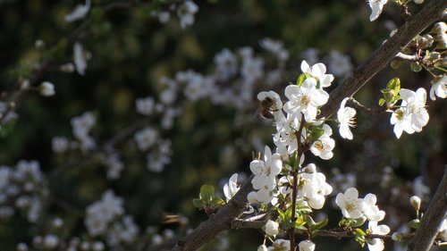 bee  springtime  plum flower