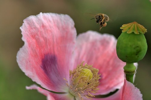 bee  bee flight  blossom