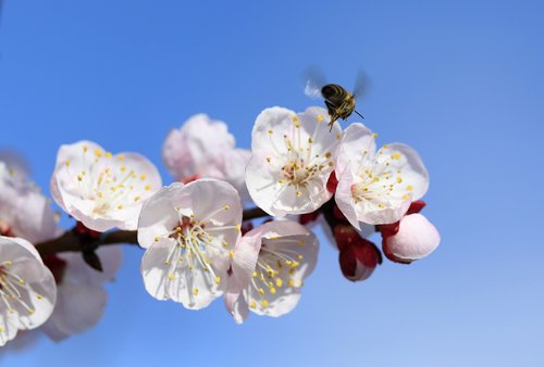bee  flowers  white