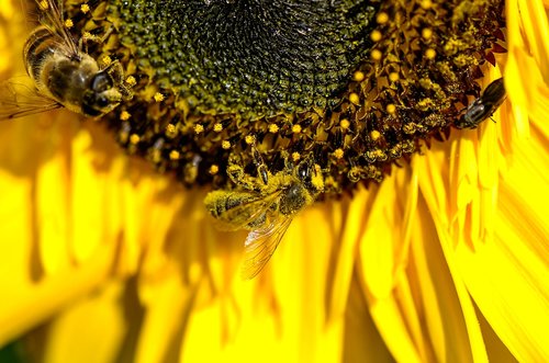 bee  pollination  nectar