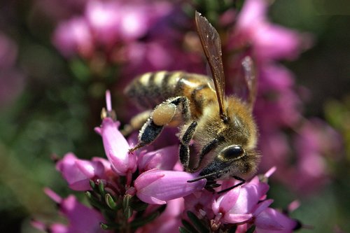 bee  honey bee  insect