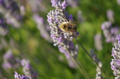 bee  lavender  bumblebee