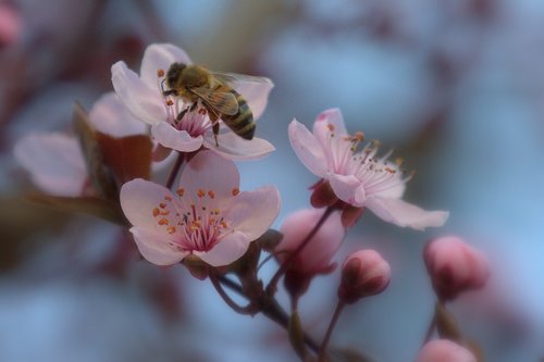 bee  blossom  bloom