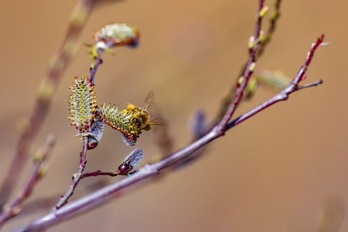 bee  spring  nature