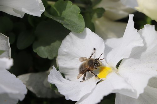 bee  flower  babu