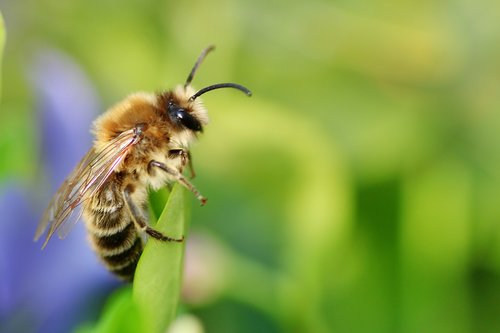 bee  always  close up